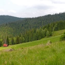 Transylvanias stunning forests