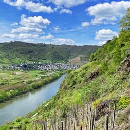 View of the river from the vineyard along the Moselsteig trail