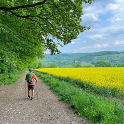 Wanderer mit Rucksack und Stöcken auf Feldweg entlang leuchtendem Rapsfeld am Rheinsteig, mit grünen Hügeln unter blauem Himmel.