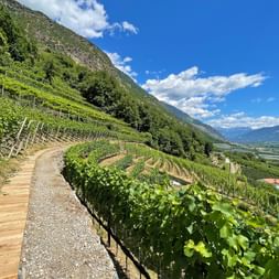 Wanderweg inmitten der Weingärten von Kastelbell