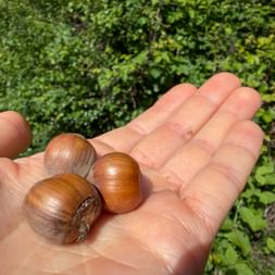 Open hand holding three brown hazelnuts with green foliage in the background in Piedmont.