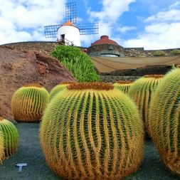Cacti on the Canary Island