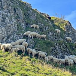 Sheep on the mountain