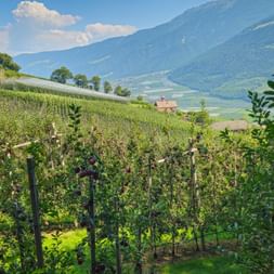 Apple orchards