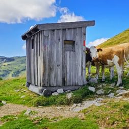Kalb schaut aus Hütte raus