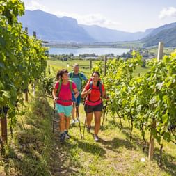 Wanderer inmitten der Weingärten am Kalterer See