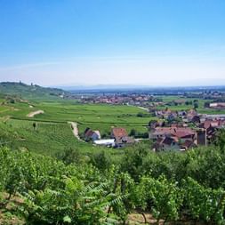 Üppige grüne Weinberge im Elsass mit einem traditionellen Dorf im Tal. Sanfte Hügel und ferne Ebenen unter blauem Himmel.