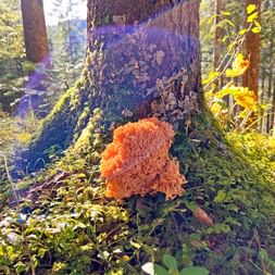 Mushroom 'Krause Glucke' in the forest