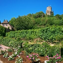 Burg Kaysersberg an der Weinstrasse