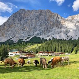 Herde brauner und weißer Kühe weidet auf grüner Almwiese mit traditionellen Berghütten und dramatischen Zugspitzgipfeln im Hintergrund.