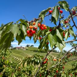 Cherry tree with ripe red and yellow cherries in Barbaresco, Piedmont. Rolling vineyard hills and blue sky in the background.