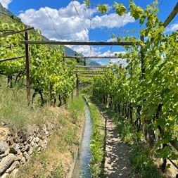 Idyllic hiking trail through the vineyards of Naturno