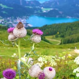 Alpine flower lake panorama