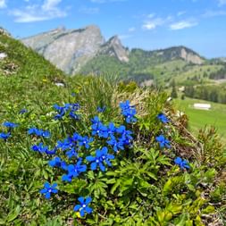 Vibrant blue gentian flowers blooming on a green alpine meadow in Salzkammergut, with mountain peaks and valleys in the background.