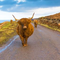 Scottish highland cattle