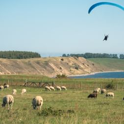 Gleitschirmflieger mit blauem Schirm über grüner Weide mit grasenden Schafen. Sandhügel und blaues Wasser im Hintergrund unter klarem Himmel.