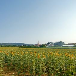 Sonnenblumenfeld auf der Wanderetappe nach Collio
