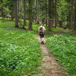 Hiker with backpack walking on narrow forest path lined with white wildflowers and lush green vegetation among tall coniferous trees.