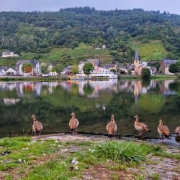 Moselblick mit Gänsen