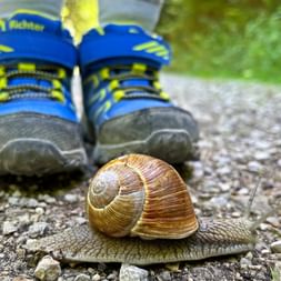 Snail in front of hiking boots