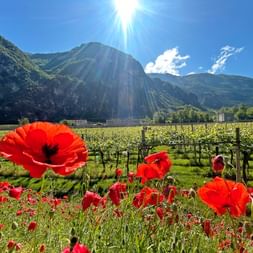 Poppies in Trento