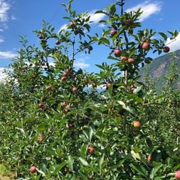 Apple groves in the region of Bolzano