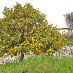 Fruit trees with regional fruits next to the hiking trails