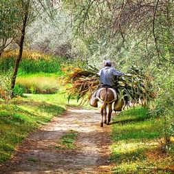 Local man with donkey on the hiking trail Local man with donkey on the hiking trail