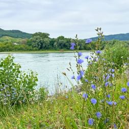 View of the Danube riverbank with flowers