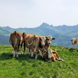 Braun-weiße Kühe auf einer grünen Almwiese im Pinzgau mit Berggipfeln im Hintergrund. Ein Kalb liegt im Gras.