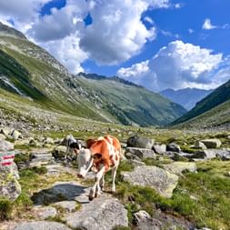 Braun-weiße Kuh auf felsigem Bergweg in den Hohen Tauern bei Krimml. Grünes Tal mit Felsen, steilen Hängen und dramatischen Wolken.