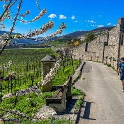 Hiking paths through the vineyards
