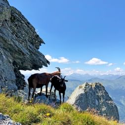 Chamois Radstaedter Tauern
