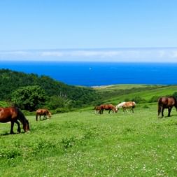 Horses on the grassy green pasture on the Basque coast