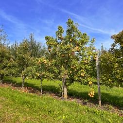 Pear trees at harvest time
