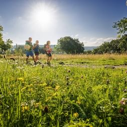 Three hikers walking through a flowering meadow on the Donausteig trail in Mühlviertel under bright sunshine with trees and hills in background.