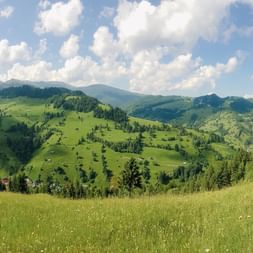 rumänische Landschaft mit einigen Bäumen