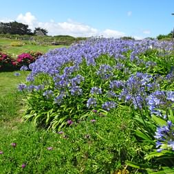 Brittany flower field