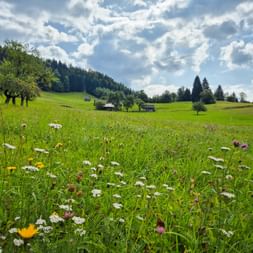 Bunte Wildblumenwiese in Koprivnik, Soča-Tal, mit weißen, gelben und violetten Blüten. Grüne Hügel, Bauernhäuser und Wälder unter bewölktem Himmel.