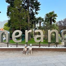 Zwei Hunde sitzen vor großen Metall-Buchstaben 'merano' in einem Park mit Palmen und Bergen im Hintergrund unter blauem Himmel.