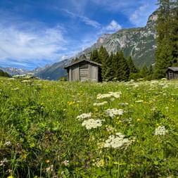 Almwiese mit weißen Wildblumen und Holzhütten im Gschnitztal, umgeben von Bergen und Wäldern unter blauem Himmel.