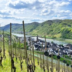 Weinbergreihen im Vordergrund mit Blick auf das Dorf Neef an der Mosel, umgeben von grünen Hügeln unter blauem Himmel mit weißen Wolken.