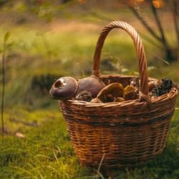 Collect mushrooms with a basket