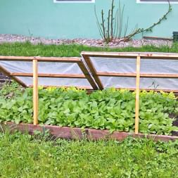 Salad patch in your own garden