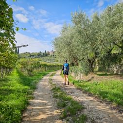 Hiker on a hiking trail between vines and olive trees