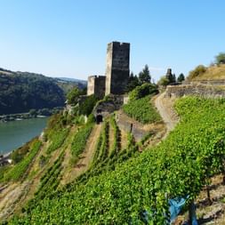 Aussicht auf eine Burg am Rhein