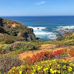 Bunte Wildblumen mit gelben und roten Sukkulenten blühen auf Klippen entlang des Rota Vicentina Weges mit Blick auf den Atlantik.