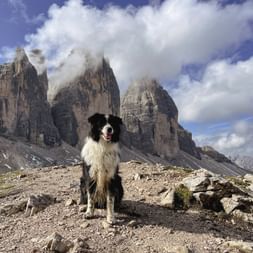 Schwarz-weißer Hund Finn sitzt auf felsigem Gelände mit den Drei Zinnen in den Dolomiten im Hintergrund unter blauem Wolkenhimmel.