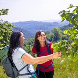 Hazelnut tree Cravanzana Piedmont