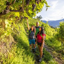 Hikers admire the fruitful vineyards along the way